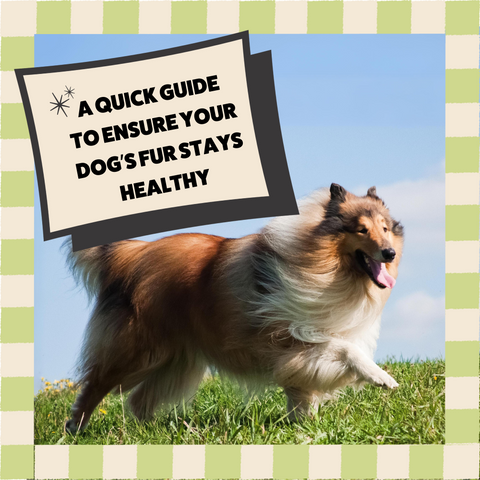 Achieving Luscious Locks: A Quick Guide to Ensure Your Dog's Fur Stays Healthy