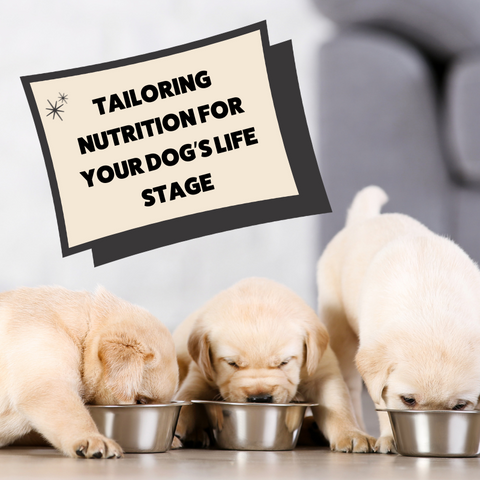 Choosing the Right Complete Dry Dog Food for Every Life Stage