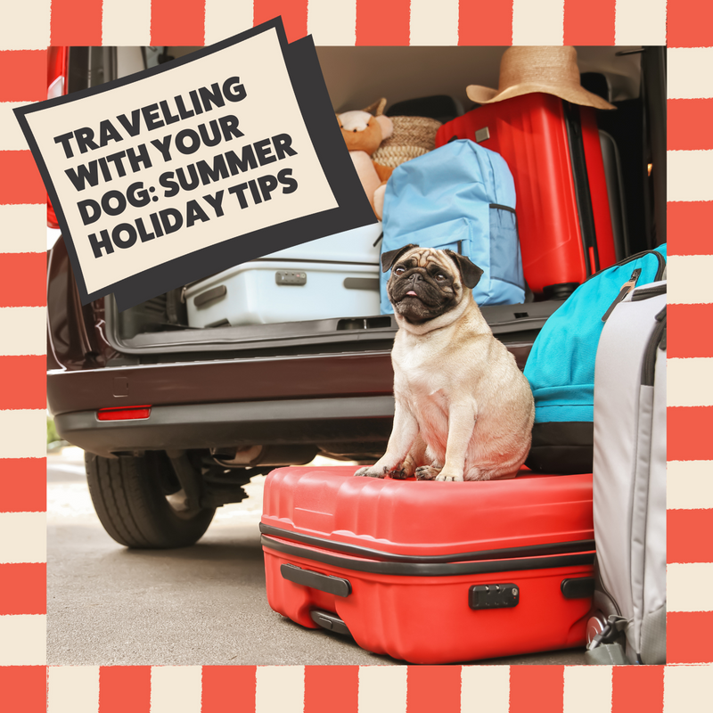 Travelling With Your Dog: Summer Holiday Tips