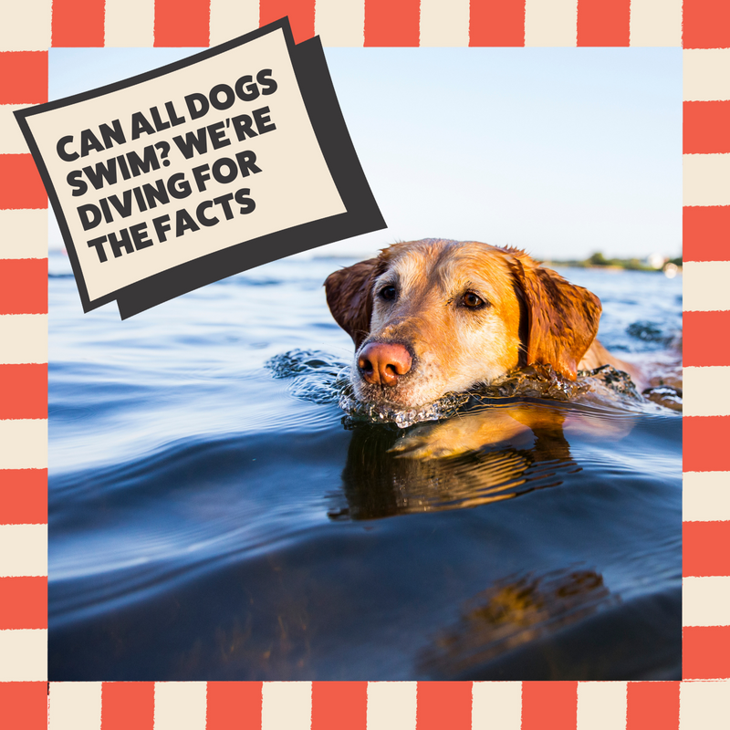 Dive into Summer: The Perfect Season for Dog Swimming Adventures