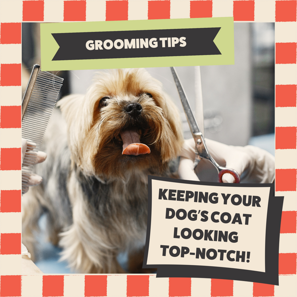 Keep Your Dog Looking Great Between Groomer Visits Slobber & Chops