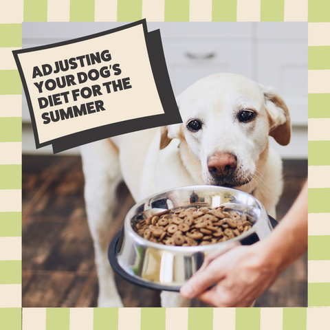 Understanding Your Dog’s Nutritional Needs in the Summer
