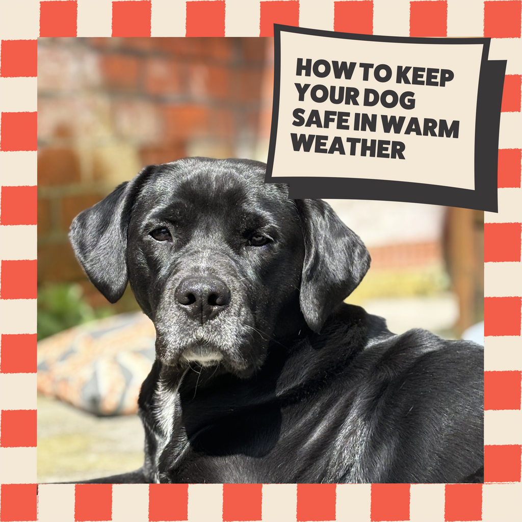 How To Keep Your Dog Safe In Warm Weather – Slobber & Chops