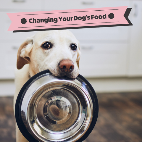 Transitioning Your Dog to a New Complete Dry Food: Tips for a Smooth Change