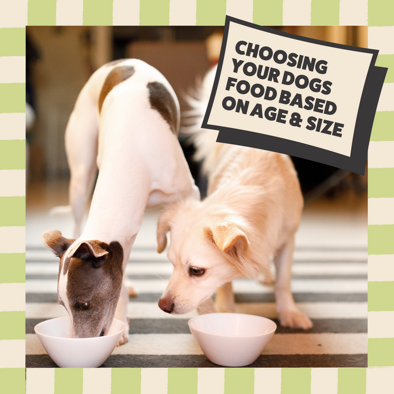 How to Choose the Right Dog Food Based on Your Dog’s Age, Size, and Activity Level