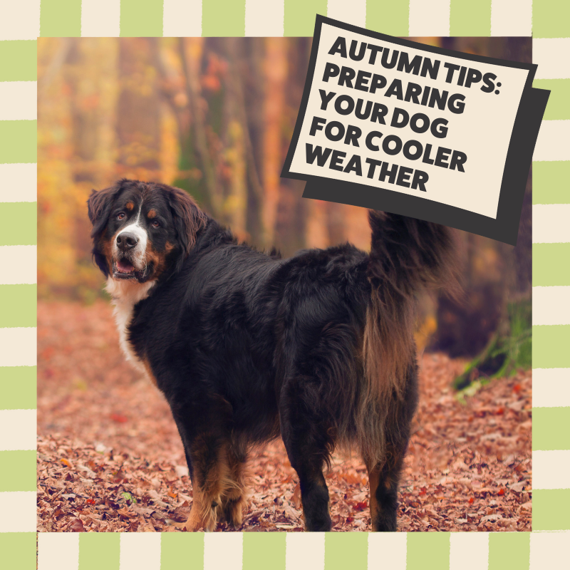 Autumn Grooming Tips: Preparing Your Dog for Cooler Weather