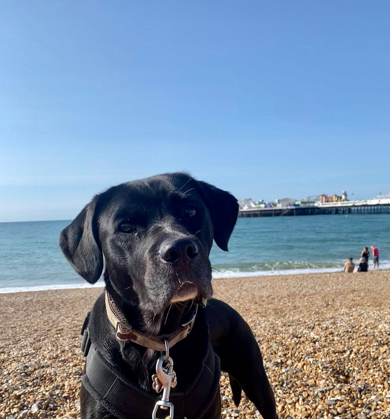 Brighton and Hove's Dog Friendly Beaches