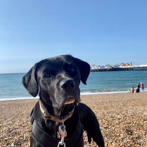 Brighton and Hove's Dog Friendly Beaches