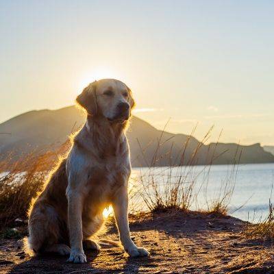 Delicious and Nutritious Dog Food for the Happiest Hounds and Pooches