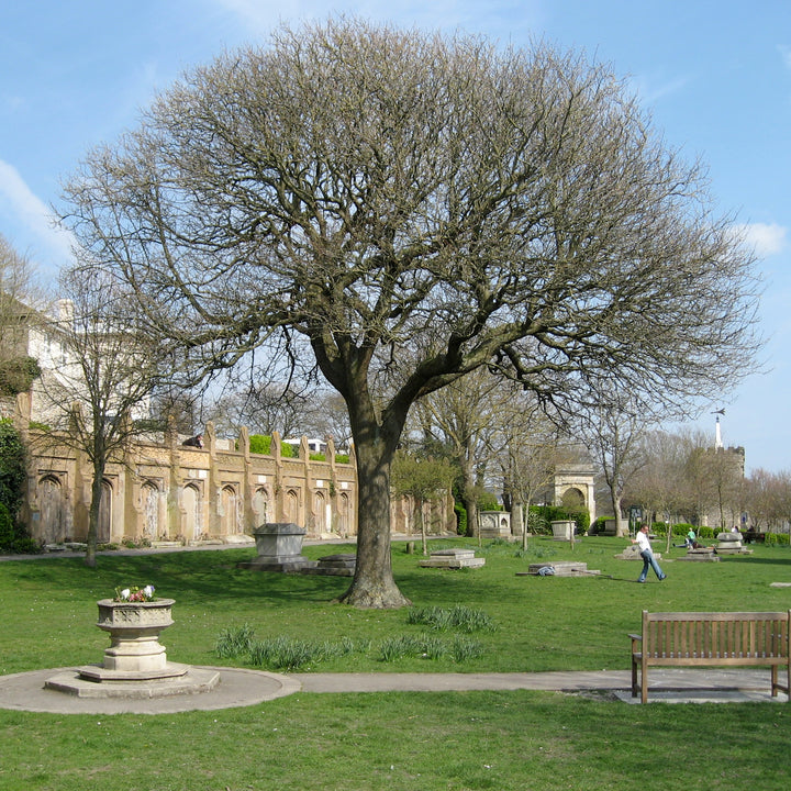 Dog Friendly Park Brighton - St Nicholas Rest - Seven Dials - Dyke Road