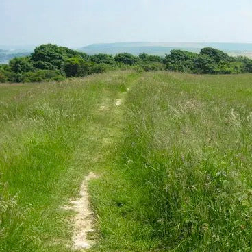 Dog Friendly Park Brighton - Hollingbury Park - Hollingbury Hillfort - Dog Walks