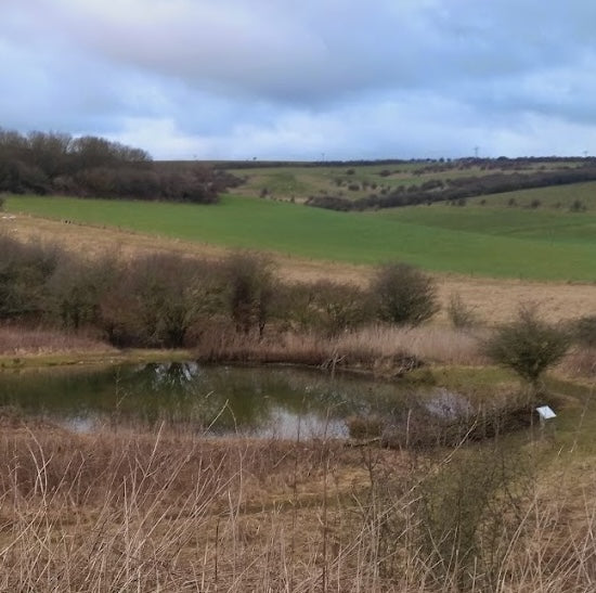 Dog Friendly Park Brighton - Waterhall Dew Pong - Waterhall Nature Reserve